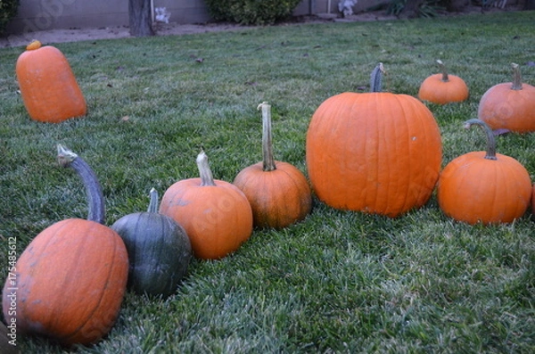 Obraz Pumpkins at Grandma's