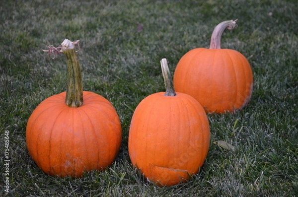 Obraz Pumpkins at Grandma's