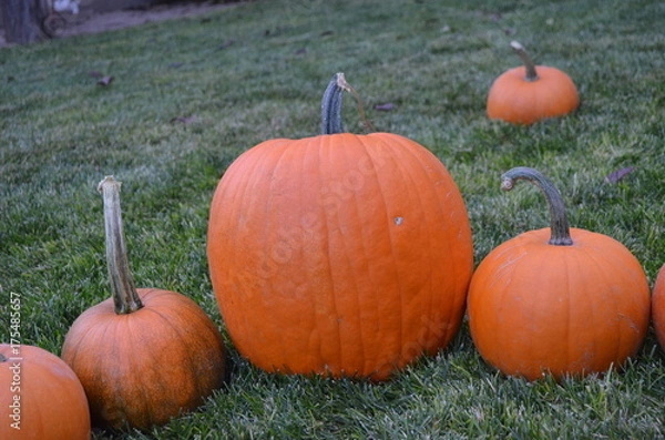 Obraz Pumpkins at Grandma's