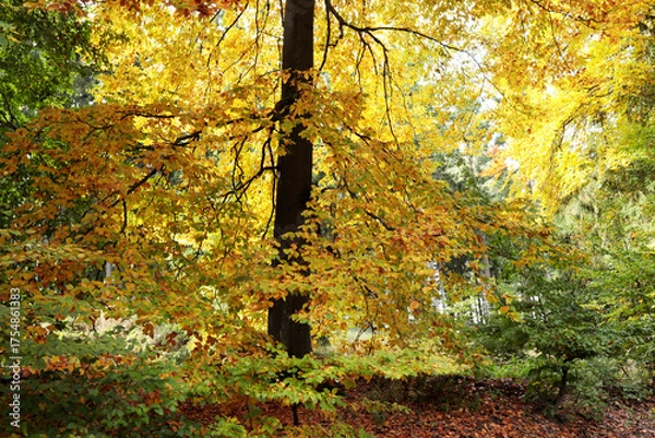 Obraz Baum im Herbst