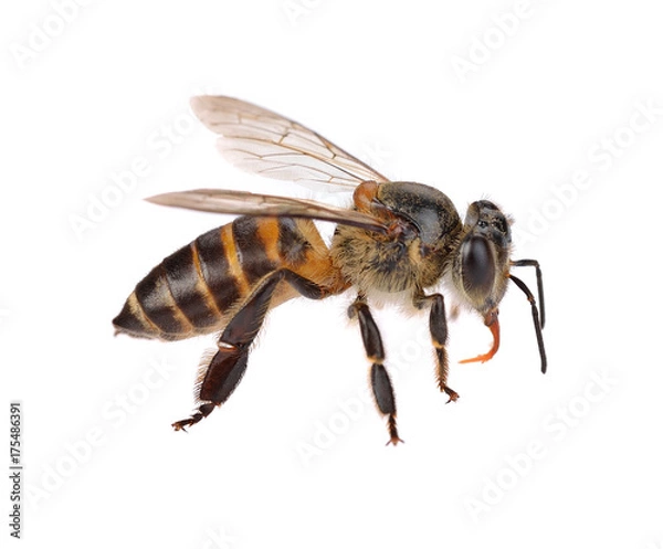 Obraz bee isolated on  white background