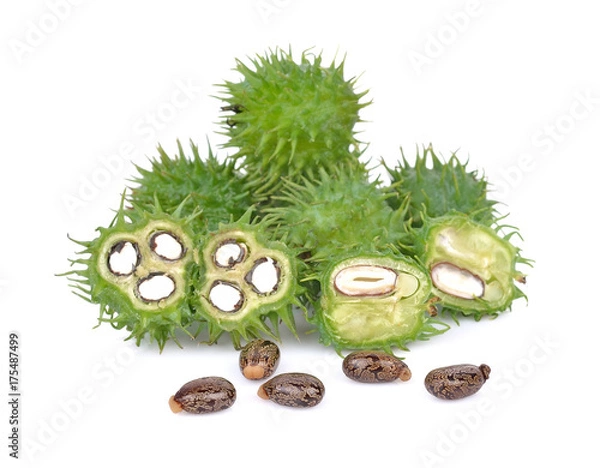 Obraz Castor on white backgroun