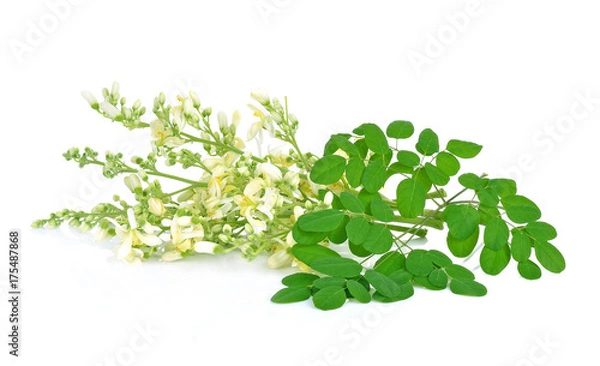 Obraz Moringa flowers on a white background