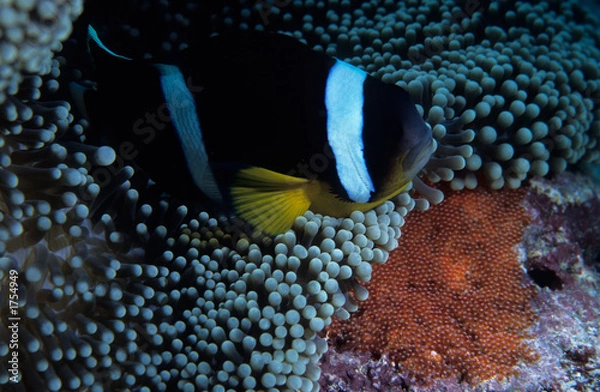 Obraz clownfish with eggs