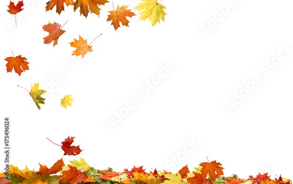 Fototapeta Autumn falling maple leaves isolated on white background