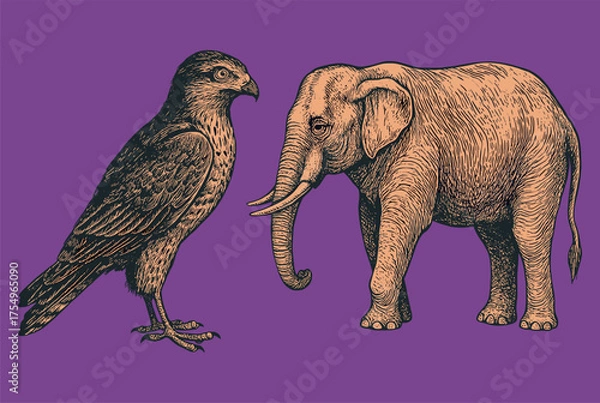 Fototapeta Detailed engraving illustration of an eagle and elephant on a purple background in a classic natural history art style.