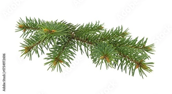 Fototapeta Spruce Tree Branch with Lush Green Needles Isolated on White Background