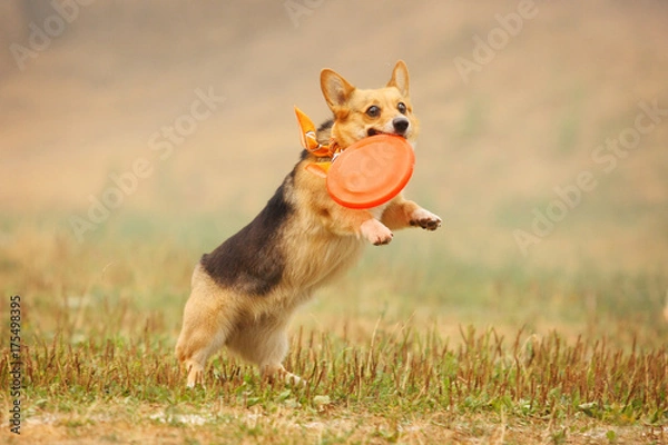 Fototapeta A dog welsh corgi runs after a frisbee in the field