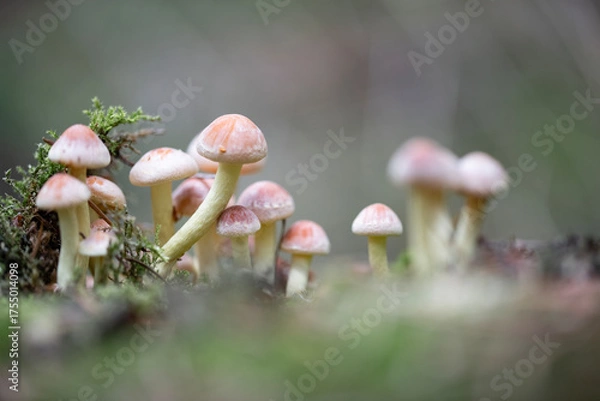 Obraz Forest Mushrooms