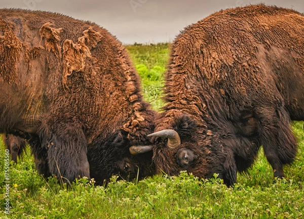 Obraz Bison tussle