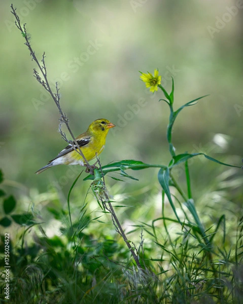 Obraz American Goldfinch