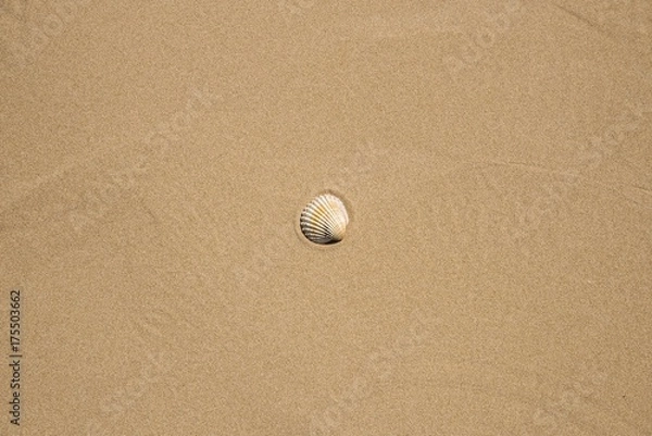 Fototapeta Conchiglie sulla spiaggia
