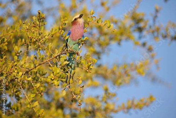 Fototapeta Gabelracke