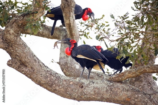 Fototapeta Südliche Hornraben
