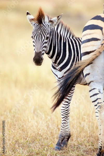 Fototapeta Steppenzebras