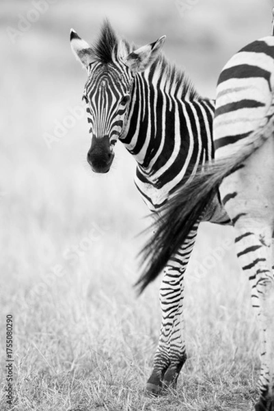 Fototapeta Steppenzebras
