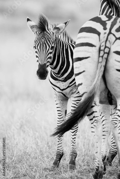 Fototapeta Steppenzebras