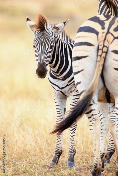 Fototapeta Steppenzebras