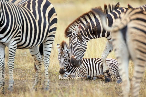 Fototapeta Steppenzebras