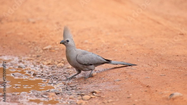 Fototapeta Graulärmvogel
