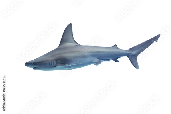 Fototapeta Shark isolated on white background