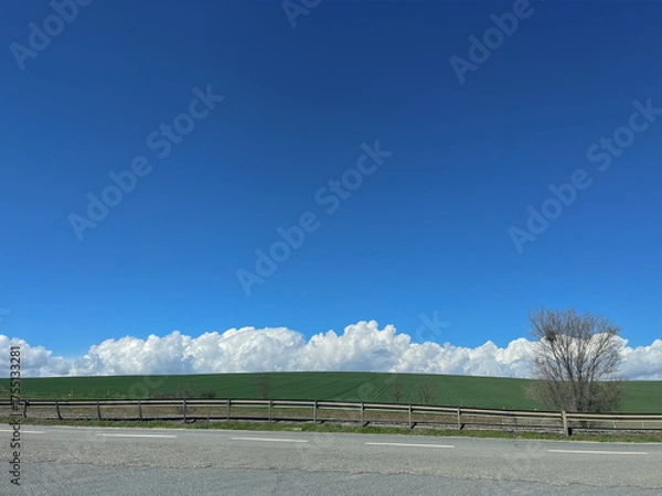 Fototapeta trees and sky
