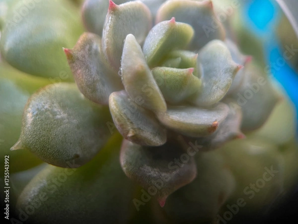 Obraz close up of cactus