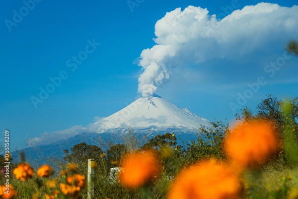 Fototapeta Majestic snowy Popocatépetl volcano erupting over a field of vibrant orange marigold cempasúchil flowers under the intense blue sky of Mexico.
