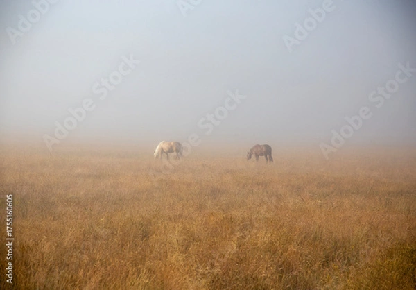 Fototapeta Two horses grazing in the plain, in the quiet of the foggy dawn, Piana di Castelluccio, Umbria, Sibillini Mountains, Italy