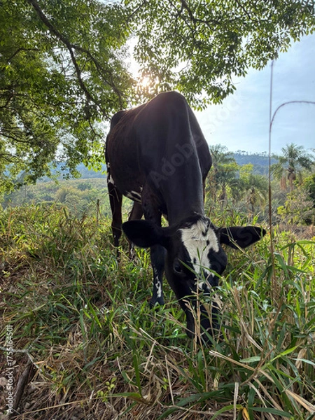 Obraz black and white cow