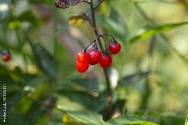 Obraz Berries of a bittersweet nightshade