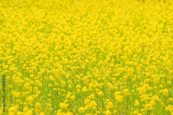 Obraz 満開の菜の花