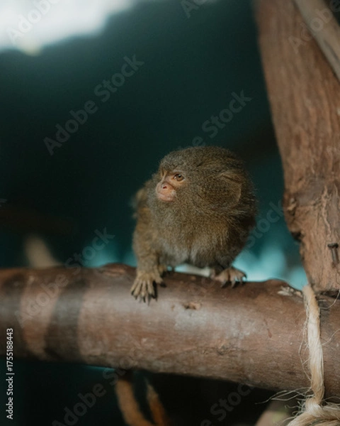 Obraz MONO CHORO PERUANO