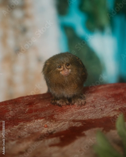 Obraz MONO CHORO PERUANO