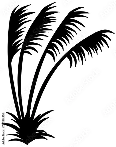 Obraz Cortaderia Jubata Silhouette Vector Shadow Illustration