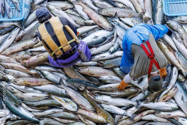 Obraz 【北海道】北海道ウトロ漁港 秋鮭の水揚げ