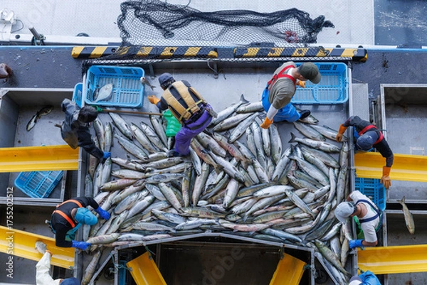 Obraz 【北海道】北海道ウトロ漁港 秋鮭の水揚げ