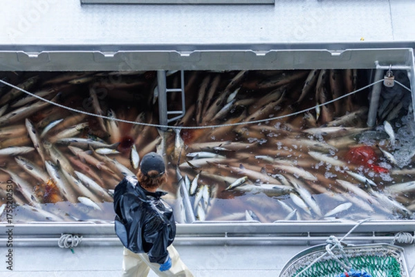 Obraz 【北海道】北海道ウトロ漁港 秋鮭の水揚げ