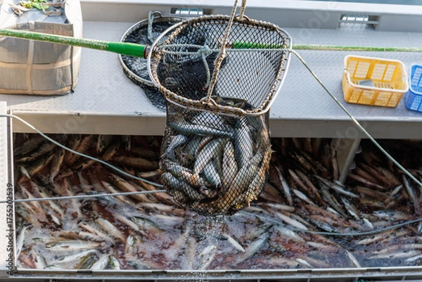 Obraz 【北海道】北海道ウトロ漁港 秋鮭の水揚げ