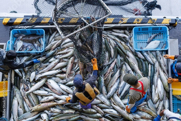 Fototapeta 【北海道】北海道ウトロ漁港 秋鮭の水揚げ