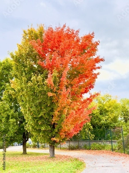 Fototapeta Colourful trees in the fall season