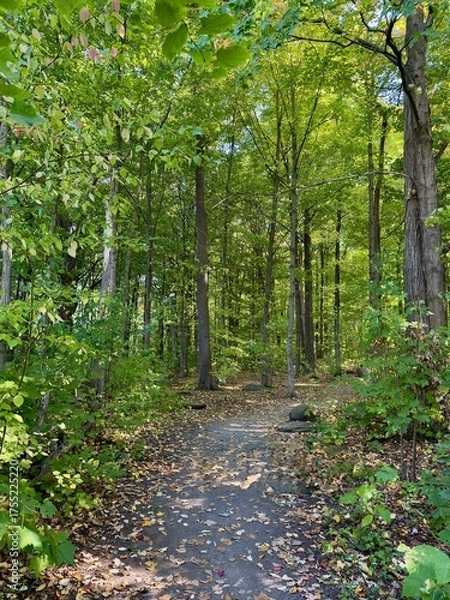 Fototapeta A path in the woods