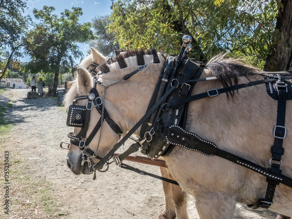 Obraz Draft Horses Side View