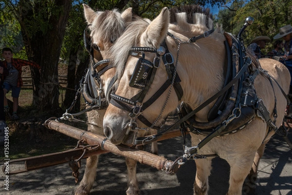 Obraz Draft Horse Closeup