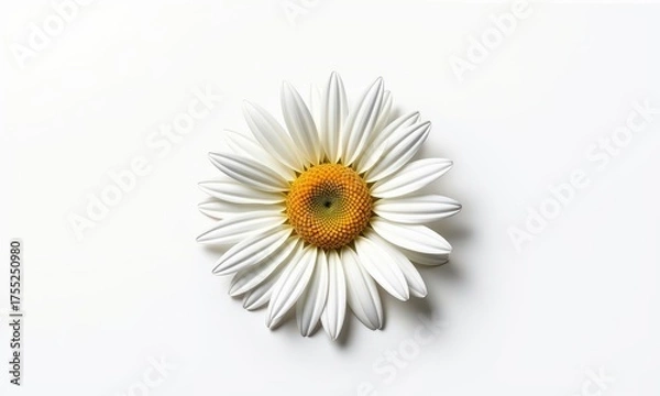 Obraz A single daisy flower, pristine and isolated against a clean white backdrop, perfect for design and illustration, blossom, design element