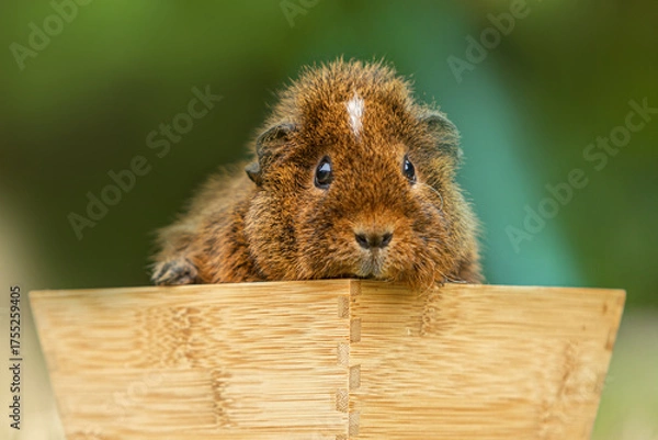Fototapeta Cute brown guinea pig resting in a wooden box with a soft green blurred background. Close-up portrait in natural light.