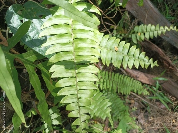 Fototapeta Green fern leaves growing under natural sunlight in a humid tropical environment, showing fresh foliage texture and beautiful natural patterns.