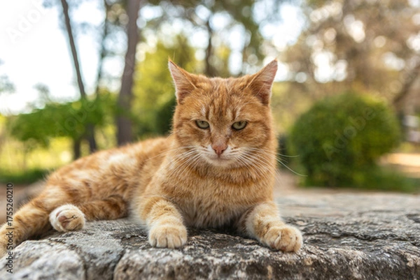 Fototapeta A red tabby domestic cat (Felis catus) relaxes on a stone wall outdoors, bathed in soft evening sunlight, surrounded by greenery and a peaceful natural background.