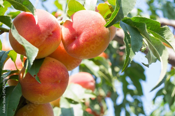 Fototapeta Sweet peach fruits growing on a peach tree branch