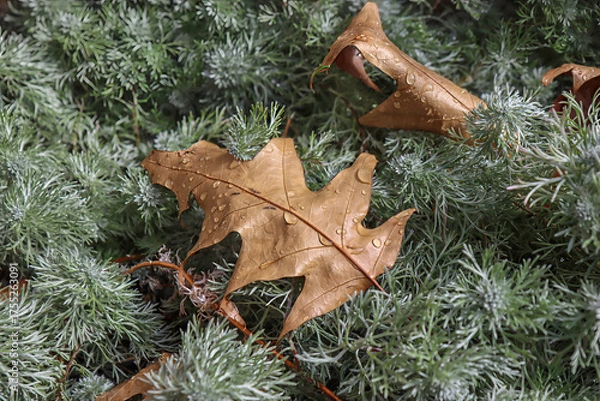 Fototapeta Closeup of brown oak leaves with raindrops on green foliage, daytime, nobody